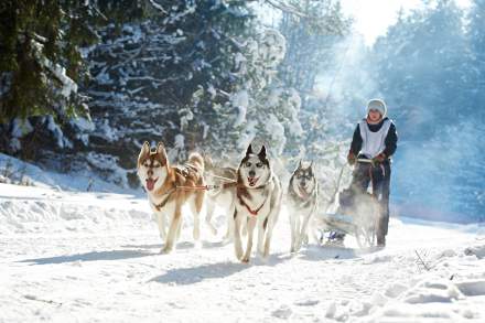 Base Camp Lodge · Hotel Bourg St Maurice 73 · chiens de traineaux